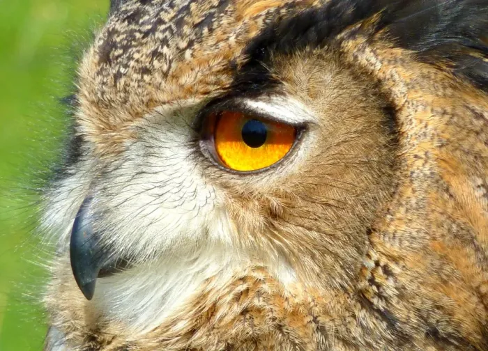 Framed Print : Eurasian Eagle owl Framed Print : Eurasian Eagle owl