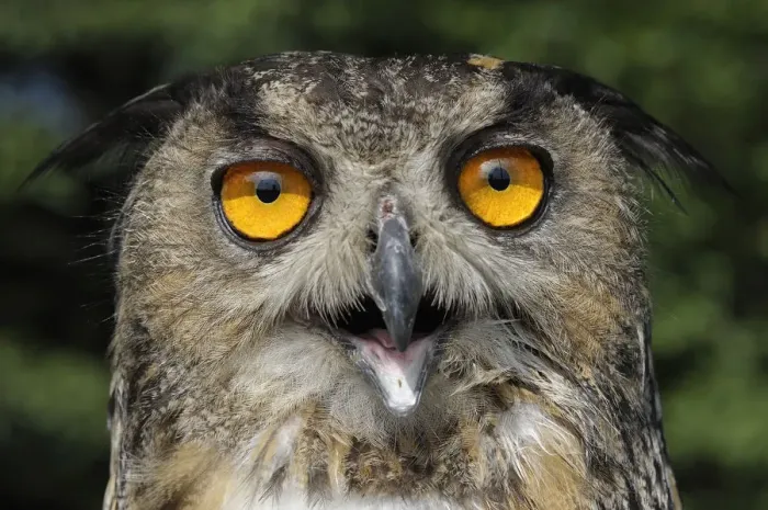 Framed Print : Eurasian eagle owl (Bubo bubo) Framed Print : Eurasian eagle owl (Bubo bubo)