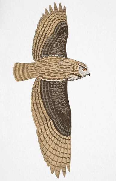 Eurasian Eagle Owl (Bubo bubo), adult male