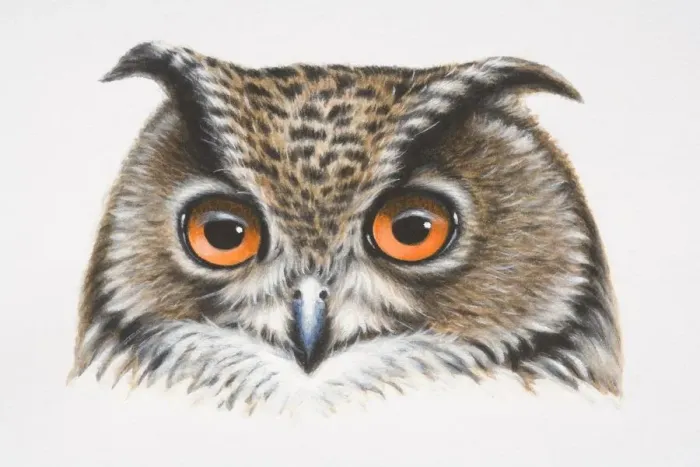 Framed Print : Eurasian Eagle-Owl, Bubo bubo, head of owl, front view Framed Print : Eurasian Eagle-Owl, Bubo bubo, head of owl, front view