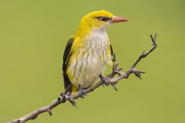 Framed Print : Eurasian Golden Oriole (Oriolus oriolus), female sitting on branch, Bacs-Kiskun, Hungary