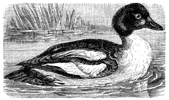 Framed Print : Eurasian goldeneye (Bucephala clangula clangula) Framed Print : Eurasian goldeneye (Bucephala clangula clangula)