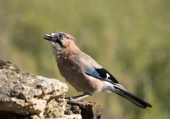 Framed Print : Eurasian Jay (Garrulus glandarius), perched on a rock. Spain Framed Print : Eurasian Jay (Garrulus glandarius), perched on a rock. Spain