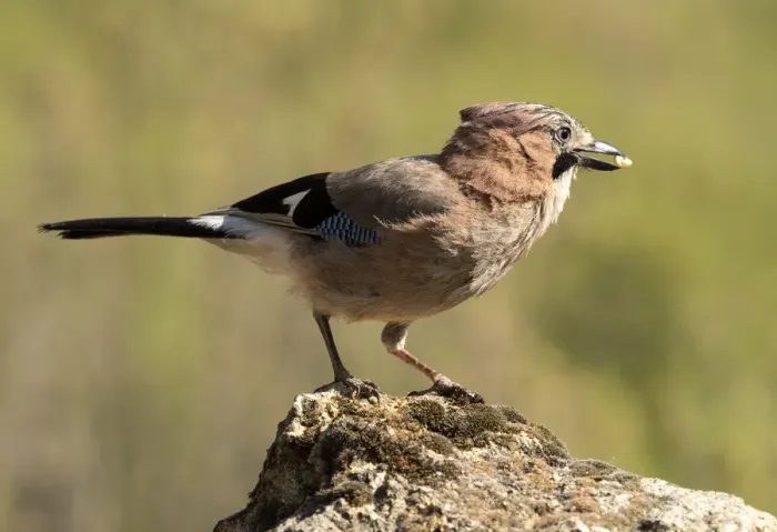 Framed Print : Eurasian Jay (Garrulus glandarius), perched on a rock. Spain Framed Print : Eurasian Jay (Garrulus glandarius), perched on a rock. Spain