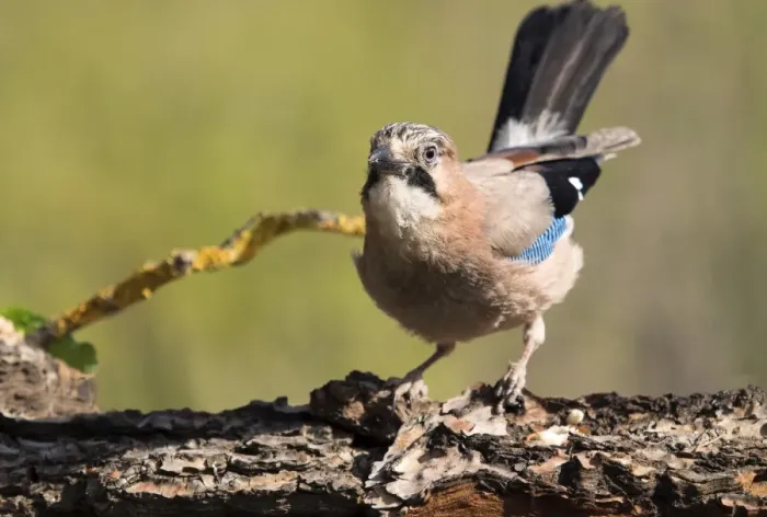 Framed Print : Eurasian Jay (Garrulus glandarius), put on a rock eating. Spain Framed Print : Eurasian Jay (Garrulus glandarius), put on a rock eating. Spain