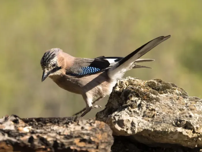 Framed Print : Eurasian Jay (Garrulus glandarius), put on a rock eating. Spain Framed Print : Eurasian Jay (Garrulus glandarius), put on a rock eating. Spain