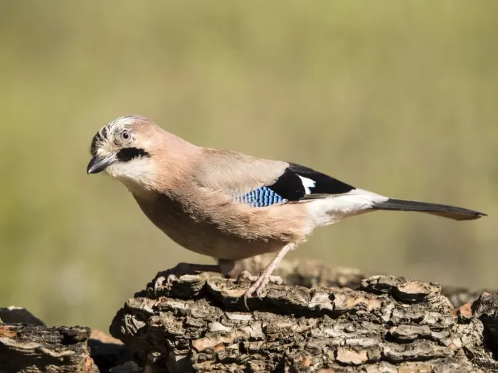 Framed Print : Eurasian Jay (Garrulus glandarius), put on a rock eating. Spain Framed Print : Eurasian Jay (Garrulus glandarius), put on a rock eating. Spain