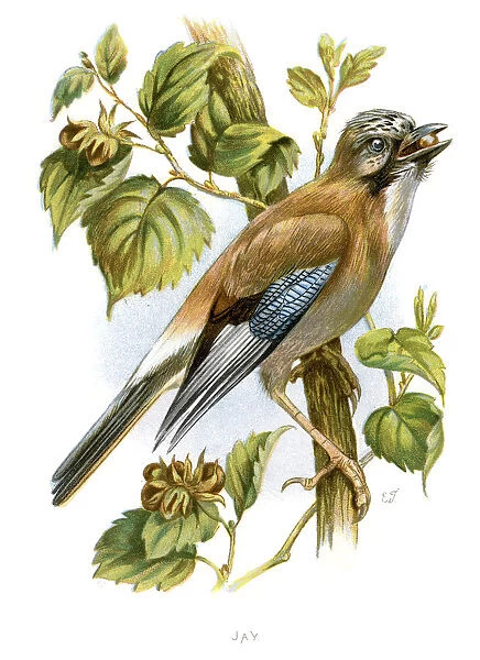 Eurasian Jay - Garrulus glandarius
