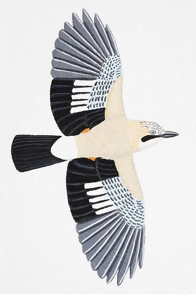 Eurasian Jay (Garrulus glandarius), adult