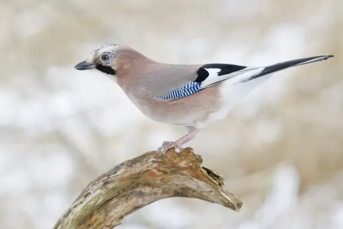 Framed Print : Eurasian Jay -Garrulus glandarius- on a branch, North Hesse, Hesse, Germany Framed Print : Eurasian Jay -Garrulus glandarius- on a branch, North Hesse, Hesse, Germany