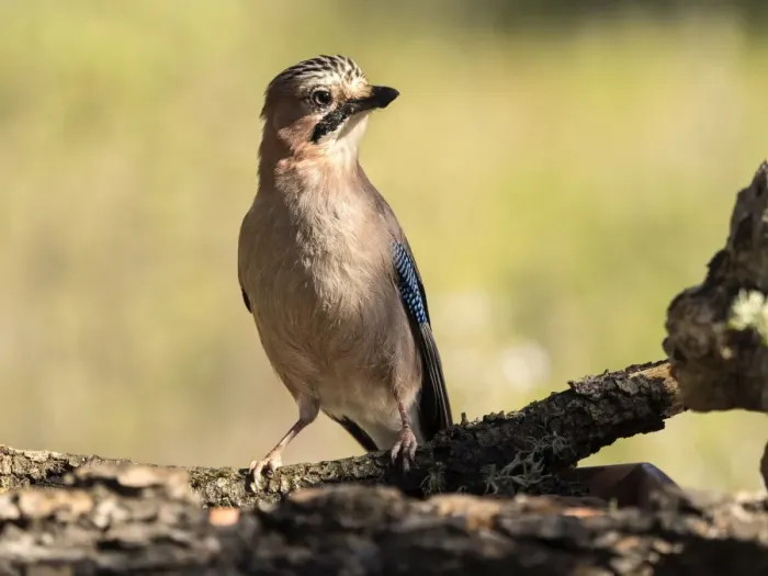 Framed Print : Eurasian Jay (Garrulus glandarius), put on a trunk. Spain Framed Print : Eurasian Jay (Garrulus glandarius), put on a trunk. Spain