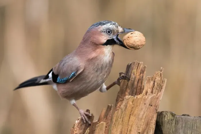 Framed Print : Eurasian Jay (Garrulus glandarius) with a walnut, Hesse, Germany Framed Print : Eurasian Jay (Garrulus glandarius) with a walnut, Hesse, Germany