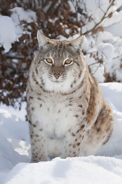Eurasian Lynx -Lynx lynx- perched in the snow, captive, Thuringia, Germany
