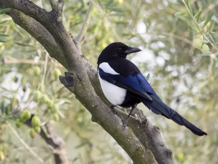 Framed Print : Eurasian Magpie / European Magpie / Common Magpie, standing on a branch. Spain, Europe Framed Print : Eurasian Magpie / European Magpie / Common Magpie, standing on a branch. Spain, Europe
