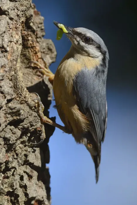 Framed Print : Eurasian Nuthatch -Sitta europaea-, perched on an oak tree, with caterpillar, North Rhine-Westphalia, Germany Framed Print : Eurasian Nuthatch -Sitta europaea-, perched on an oak tree, with caterpillar, North Rhine-Westphalia, Germany