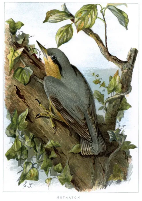 Framed Print : Eurasian Nuthatch - Sitta europaea Framed Print : Eurasian Nuthatch - Sitta europaea