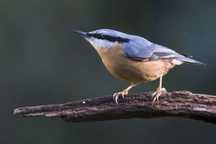 Framed Print : Eurasian nuthatch (Sitta europaea) sits on a branch, Emsland, Lower Saxony, Germany Framed Print : Eurasian nuthatch (Sitta europaea) sits on a branch, Emsland, Lower Saxony, Germany