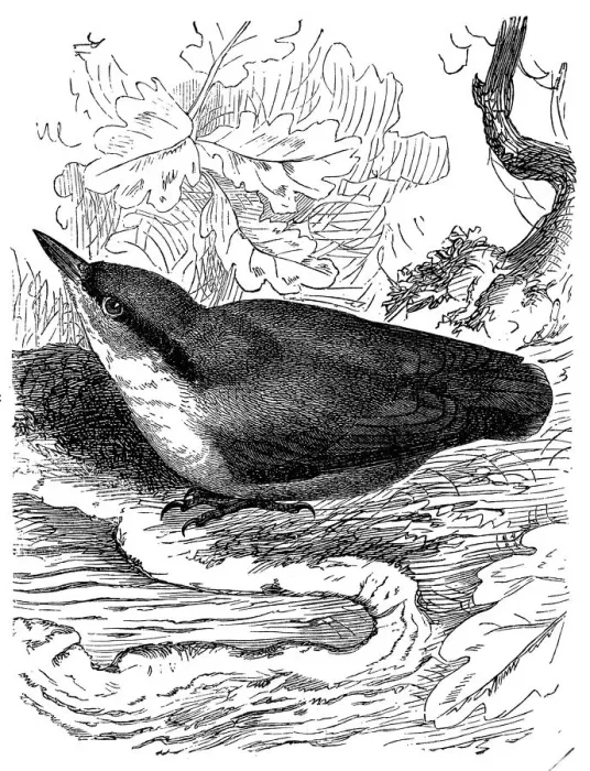Framed Print : Eurasian nuthatch or wood nuthatch (Sitta europaea) Framed Print : Eurasian nuthatch or wood nuthatch (Sitta europaea)