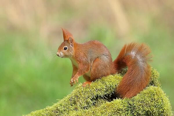 Eurasian red squirrel (Sciurus vulgaris), sitting attentively on a tree trunk covered with moss, rodent, Siegerland, North Rhine-Westphalia, Germany
