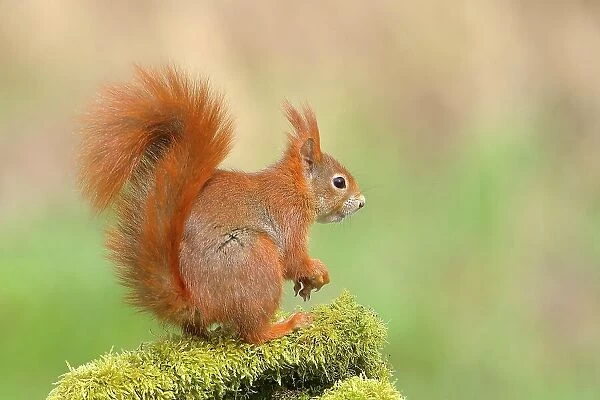 Eurasian red squirrel (Sciurus vulgaris), sitting attentively on a tree trunk covered with moss, rodent, Siegerland, North Rhine-Westphalia, Germany