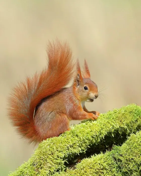 Framed Print : Eurasian red squirrel (Sciurus vulgaris), sitting attentively on a tree trunk covered with moss, rodent, Siegerland, North Rhine-Westphalia, Germany Framed Print : Eurasian red squirrel (Sciurus vulgaris), sitting attentively on a tree trunk covered with moss, rodent, Siegerland, North Rhine-Westphalia, Germany