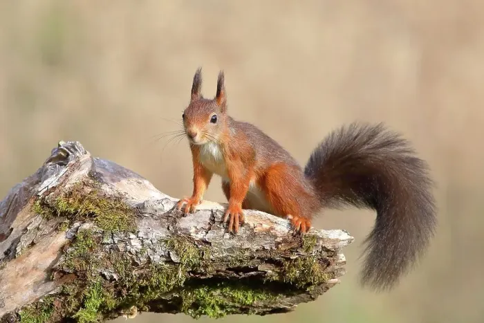 Framed Print : Eurasian red squirrel (Sciurus vulgaris), dark variant, sitting attentively on a tree root, Siegerland, North Rhine-Westphalia, Germany Framed Print : Eurasian red squirrel (Sciurus vulgaris), dark variant, sitting attentively on a tree root, Siegerland, North Rhine-Westphalia, Germany