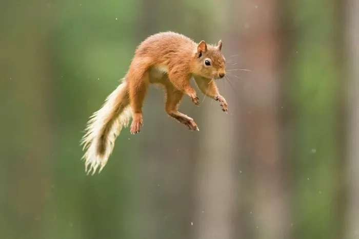 Framed Print : Eurasian red squirrel (Sciurus vulgaris) jumps through the air, Cairngroms National Park, Highlands, Scotland, Great Britain Framed Print : Eurasian red squirrel (Sciurus vulgaris) jumps through the air, Cairngroms National Park, Highlands, Scotland, Great Britain