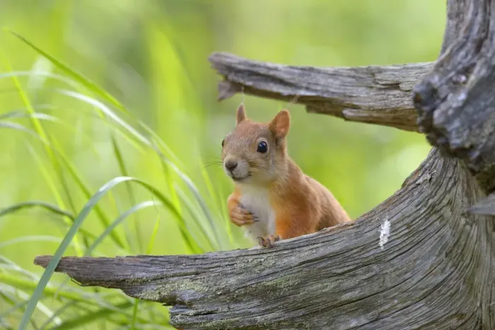Framed Print : Eurasian Red Squirrel -Sciurus vulgaris- looks curiously out from behind an old pine stump, Nationalpark Oulanka, Nationalpark, Lapland, Finland