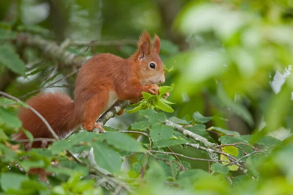 Eurasian Red Squirrel -Sciurus vulgaris- sitting on a branch, Germany