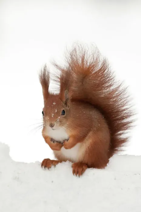 Framed Print : Eurasian red squirrel (Sciurus vulgaris) in snow