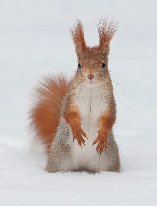 Framed Print : Eurasian red squirrel (Sciurus vulgaris) in snow Framed Print : Eurasian red squirrel (Sciurus vulgaris) in snow