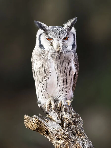 Eurasian Scops Owl perched on an old trunk of tree hunting with the eyes open. Spain