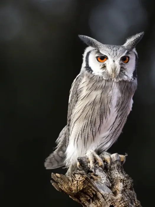 Framed Print : Eurasian Scops Owl perched on an old trunk of tree hunting. Spain Framed Print : Eurasian Scops Owl perched on an old trunk of tree hunting. Spain