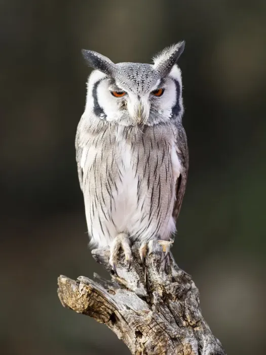 Framed Print : Eurasian Scops Owl perched on an old trunk of tree hunting with the eyes open. Spain Framed Print : Eurasian Scops Owl perched on an old trunk of tree hunting with the eyes open. Spain