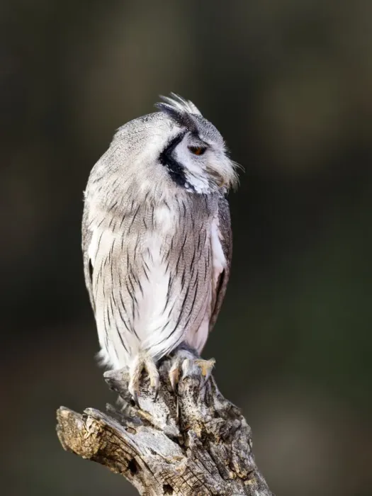 Framed Print : Eurasian Scops Owl perched on an old trunk of tree hunting with the eyes open. Spain Framed Print : Eurasian Scops Owl perched on an old trunk of tree hunting with the eyes open. Spain