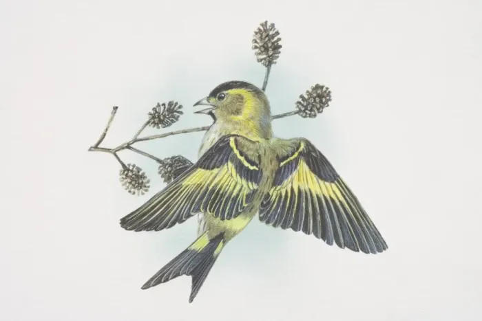 Framed Print : Eurasian Siskin, Carduelis spinus, small, lively finch, distinctly forked tail and long narrow bill, streaky yellow-green body and black crown and bib, yellow patches in the wings and tail Framed Print : Eurasian Siskin, Carduelis spinus, small, lively finch, distinctly forked tail and long narrow bill, streaky yellow-green body and black crown and bib, yellow patches in the wings and tail