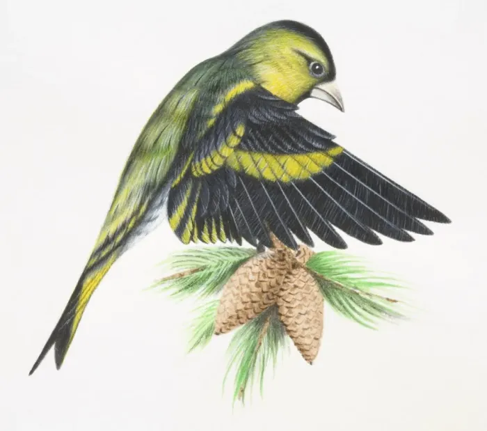 Framed Print : Eurasian Siskin, Carduelis spinus, landing on tree branch, flapping down its wings and opening up feathers to reduce speed, side view