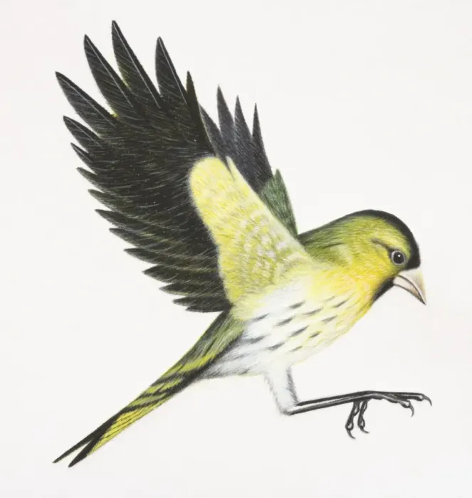 Framed Print : Eurasian Siskin, Carduelis spinus, preparing to land on tree branch by flapping up its wings and stretching out feet, side view Framed Print : Eurasian Siskin, Carduelis spinus, preparing to land on tree branch by flapping up its wings and stretching out feet, side view