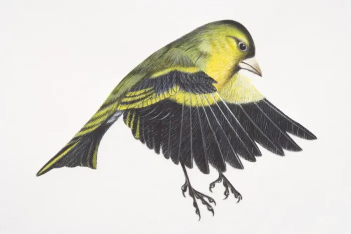 Framed Print : Eurasian Siskin, Carduelis spinus, preparing to land on tree branch by flapping down its wings, spreading tail and extending out feet, side view