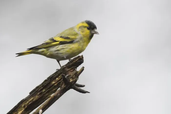 Framed Print : Eurasian siskin (Carduelis spinus), male, sitting on deadwood, Emsland, Lower Saxony, Germany Framed Print : Eurasian siskin (Carduelis spinus), male, sitting on deadwood, Emsland, Lower Saxony, Germany