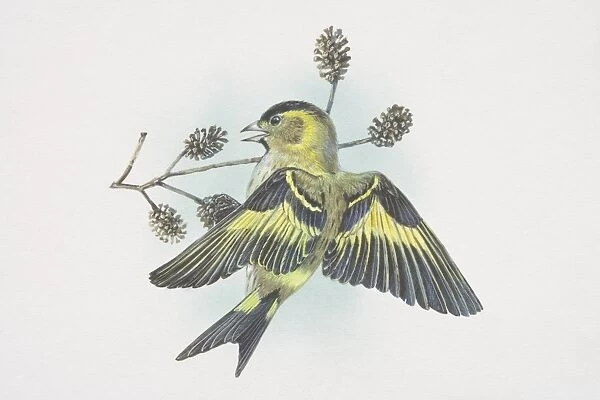 Eurasian Siskin, Carduelis spinus, small, lively finch, distinctly forked tail and long narrow bill, streaky yellow-green body and black crown and bib, yellow patches in the wings and tail