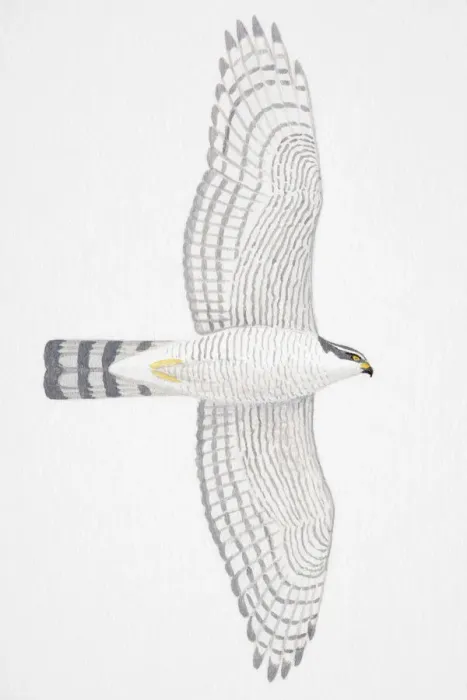 Framed Print : Eurasian Sparrowhawk (Accipiter nisus), adult female bird of prey Framed Print : Eurasian Sparrowhawk (Accipiter nisus), adult female bird of prey