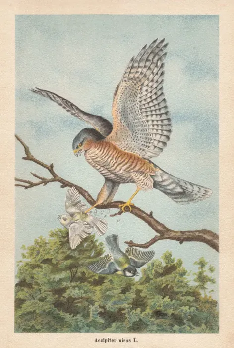 Framed Print : Eurasian sparrowhawk (Accipiter nisus), chromolithograph, published in 1896 Framed Print : Eurasian sparrowhawk (Accipiter nisus), chromolithograph, published in 1896