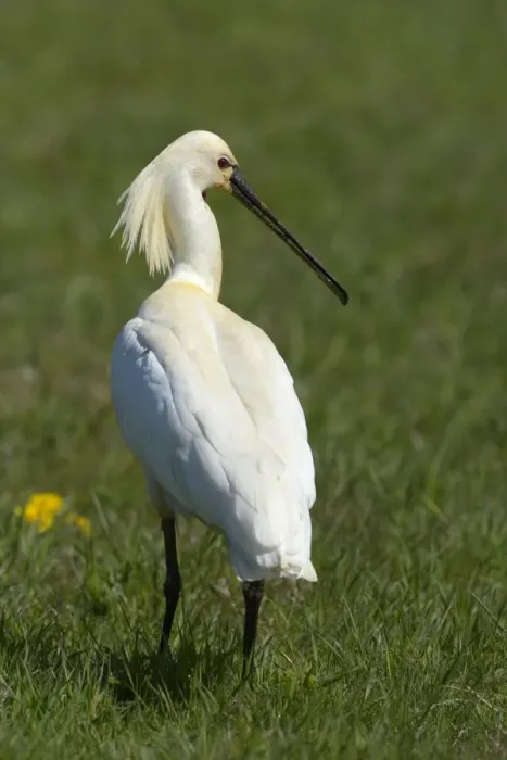 Framed Print : Eurasian Spoonbill or Common Spoonbill -Platalea leucorodia-, Waal en Burg nature reserve, Texel, West Frisian Islands, province of North Holland, The Netherlands Framed Print : Eurasian Spoonbill or Common Spoonbill -Platalea leucorodia-, Waal en Burg nature reserve, Texel, West Frisian Islands, province of North Holland, The Netherlands