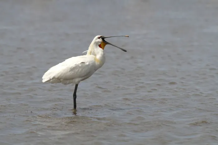 Framed Print : Eurasian Spoonbill or Common Spoonbill -Platalea leucorodia-, adult bird standing in shallow water, yawning, Camargue, France, Europe Framed Print : Eurasian Spoonbill or Common Spoonbill -Platalea leucorodia-, adult bird standing in shallow water, yawning, Camargue, France, Europe