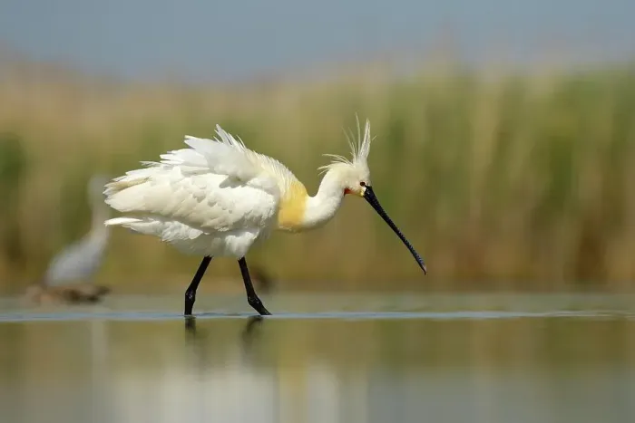 Framed Print : Eurasian Spoonbill or Common Spoonbill (Platalea leucorodia), foraging in shallow water, Kiskunsag National Park, Southeastern Hungary, Hungary