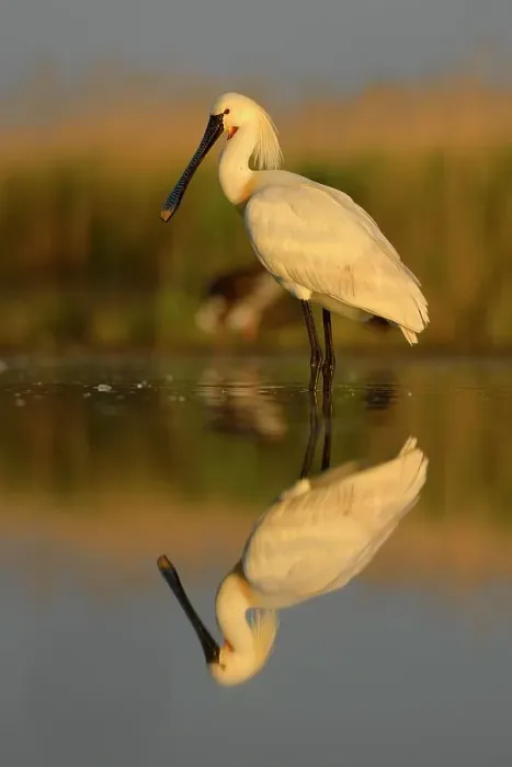 Framed Print : Eurasian Spoonbill or Common Spoonbill (Platalea leucorodia), with reflection in the morning light, Kiskunsag National Park, Southeastern Hungary, Hungary Framed Print : Eurasian Spoonbill or Common Spoonbill (Platalea leucorodia), with reflection in the morning light, Kiskunsag National Park, Southeastern Hungary, Hungary