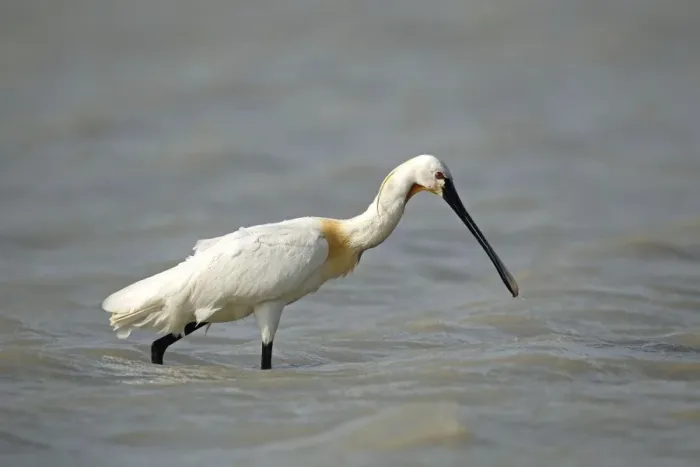 Framed Print : Eurasian spoonbill -Platalea leucorodia-, Burgenland, Austria, Europe Framed Print : Eurasian spoonbill -Platalea leucorodia-, Burgenland, Austria, Europe