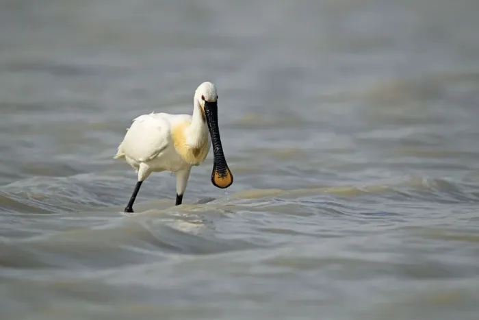 Framed Print : Eurasian spoonbill -Platalea leucorodia-, Burgenland, Austria, Europe