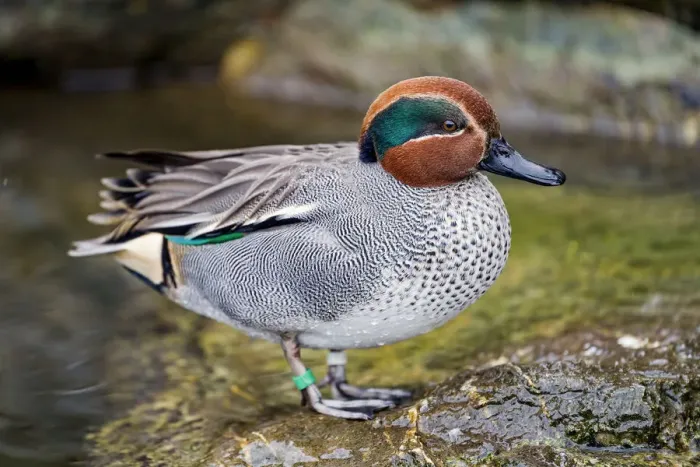 Framed Print : Eurasian teal on the rock Framed Print : Eurasian teal on the rock